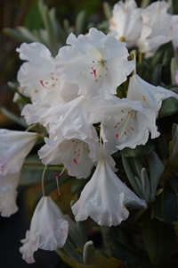 Rhodo Crete